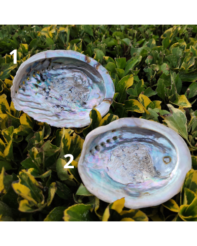 Coquille d'ormeau PURIFICATION MINERAUX