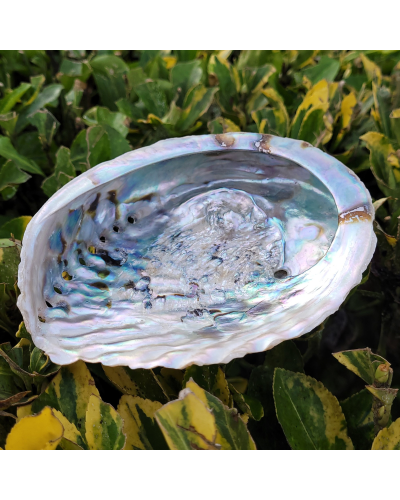 Coquille d'ormeau PURIFICATION MINERAUX