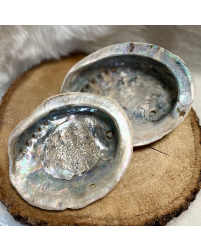 Coquille d'ormeau PURIFICATION MINERAUX