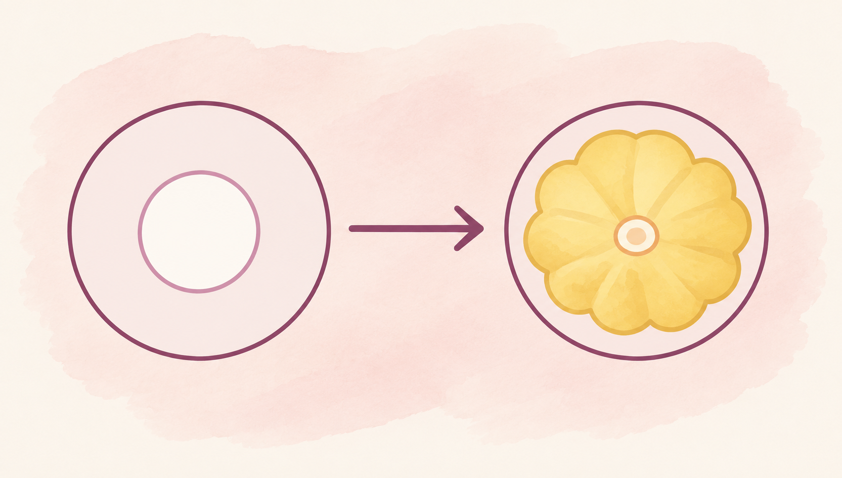 Schéma de la transformation du follicule en corps jaune après l’ovulation